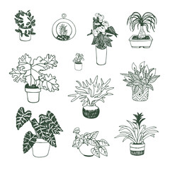 Home interior plants in pots vector illustrations set