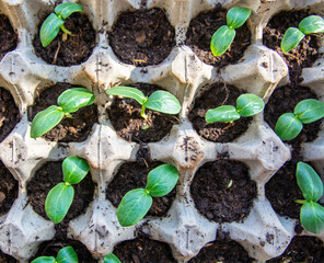 young cucumber plant grown from seeds Seedlings in spring in a pot