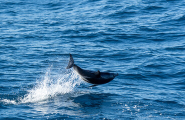 verspielter, springender  Schwarzdelfin (Lagernohynchus obscurus) im offenen Meer 