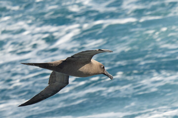 Fototapeta na wymiar Dunkelalbatros (Phoebetria fusca) ein rußschwarzer Albatros mit charakteristisch langen, schmalen Flügeln und einem schmal auslaufenden Schwanz