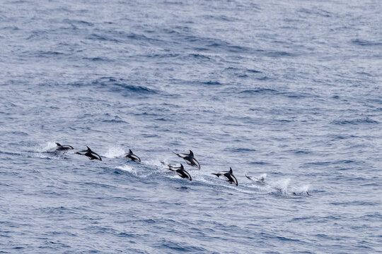 eine Gruppe von Stundenglasdelfinen (Lagenorhynchus cruciger) im südlichen Meer der Antarktis 
