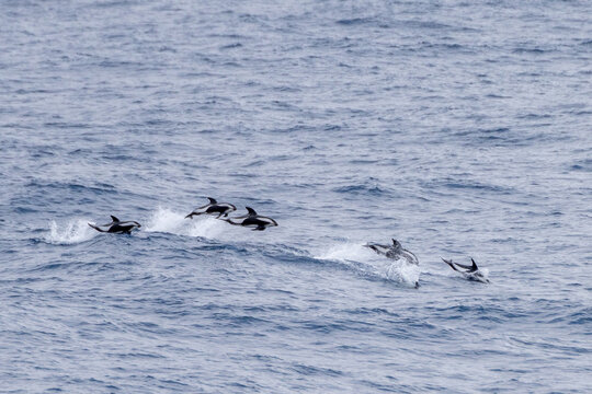 eine Gruppe von Stundenglasdelfinen (Lagenorhynchus cruciger) im südlichen Meer der Antarktis 
