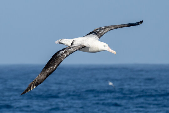 Wanderalbatros (Diomedea exulans) - der Vogel mit der gr&ouml;&szlig;ten Fl&uuml;gelspannweite der Welt