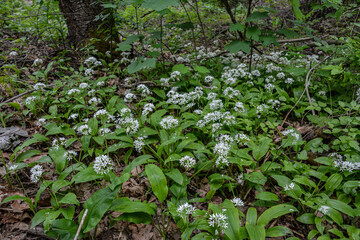 Flowering plants of wild garlic in the garden .