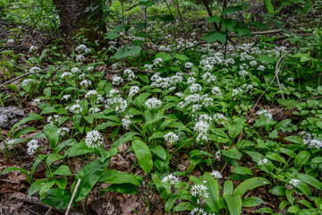 Flowering plants of wild garlic in the garden .