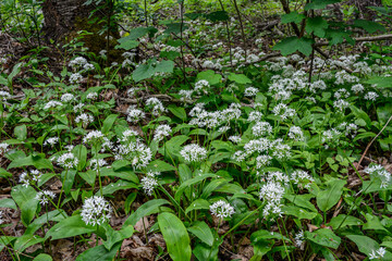 Flowering plants of wild garlic in the garden .