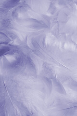 Obraz premium Purple feather as background, top view.