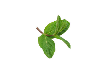 Fresh mint leaves isolated on white background.