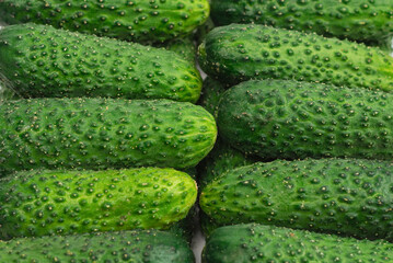 Fresh green cucombers as a background