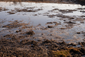 View of swamp. Polluted river.