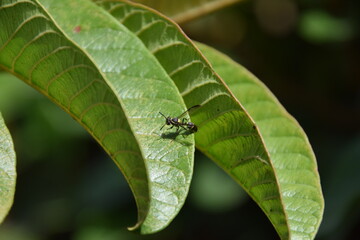 black and yellow  wasp close up over guava green leaf