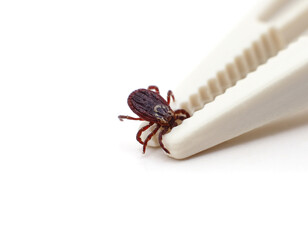 One tick is clamped with tweezers.