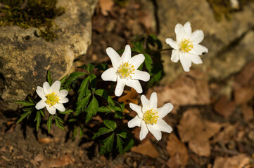 Obraz premium four anemones on a brown forest floor