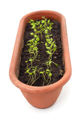 Physalis sprouting from the ground in a pot.
