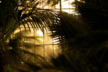 sunset in the jungle