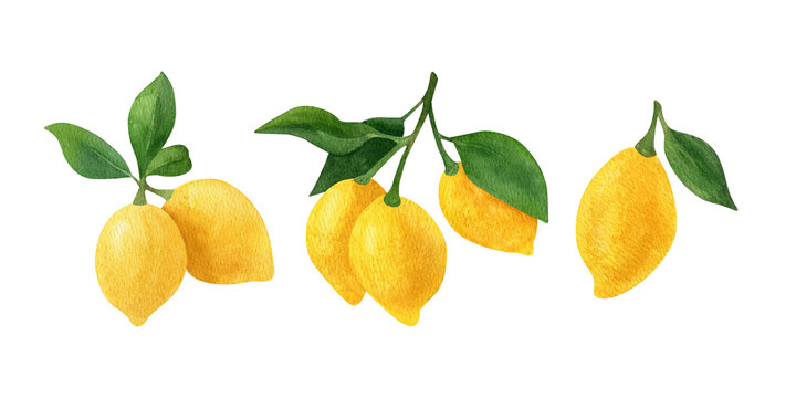 Lemon fruit watercolor clipart. Illustrations of lemon branch with green leaves