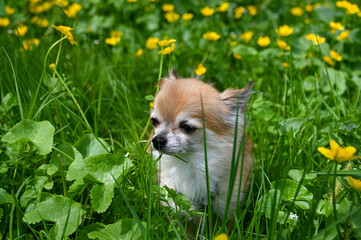A cute  Chihuahua dog is sitting on a meadow