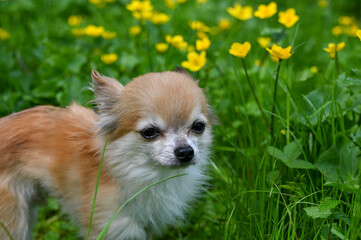 A Chihuahua dog  on a green meadow