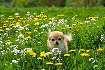 A chihuahua dog in a green meadow with yellow flowers