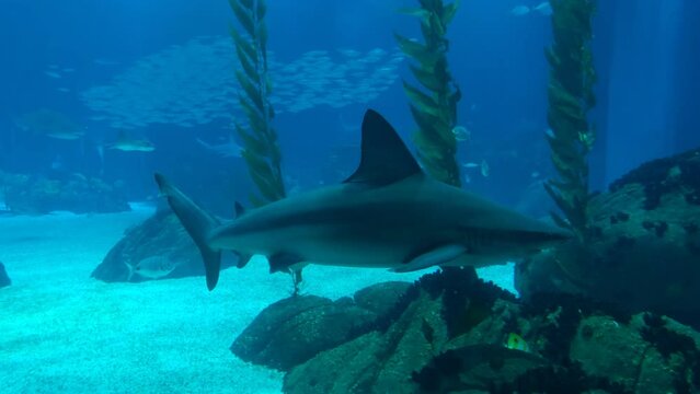Various big sharks in aquarium