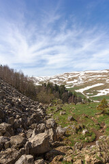 spring, awakenings in nature on subalpine meadows, remnants of snow cover.*
