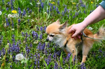 Chihuahua with a leash in a meadow, woman's hand scratching the dog