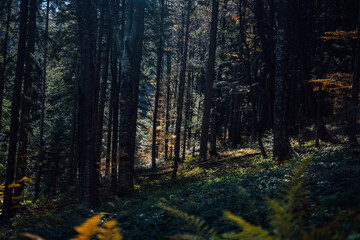 autumn forest  yellow leaves sun