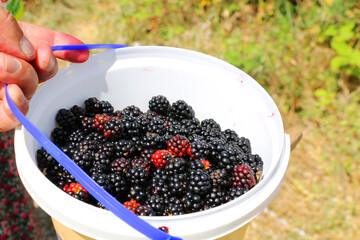 Blackberries are grown naturally in Ordu.