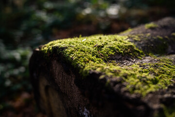 moss on stone macro green