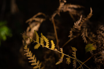 fern yellow leaf macro