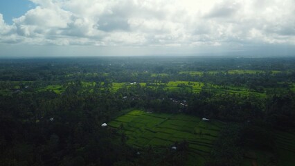 Obraz premium Aerial drone view to green rice fields and jungle in Bali