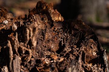 close up of bark wood