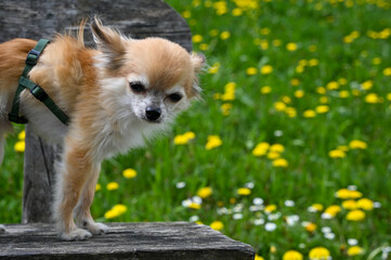 Chihuahua dog is standing on a bench in nature with a leash