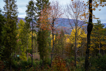forest autumn yellow leaves trees
