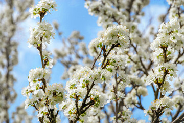 Photo of white flowers on tree branches on a spring day against a blue cloudy sky. Beautiful spring background. Fruit trees bloom in spring. Selective focus.