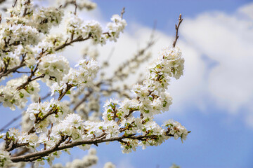 Beautiful spring background. Photo of white flowers on tree branches on a spring day against a blue cloudy sky. Fruit trees bloom in spring. Selective focus.