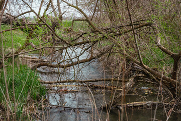 A stream flowing along the reedy shore in dense thickets of trees.