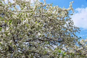 Photo of white flowers on tree branches on a spring day against a blue cloudy sky. Fruit trees bloom in spring. Beautiful spring background. Selective focus.