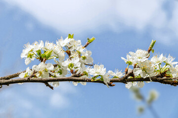 Beautiful spring background. Fruit trees bloom in spring. Photo of white flowers on tree branches on a spring day against a blue cloudy sky. Selective focus.