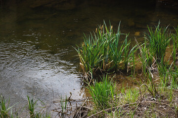 The river bank, overgrown with reeds, in summer on a sunny day. Thickets of reeds near the muddy water of a small river. Green reeds on the shore.