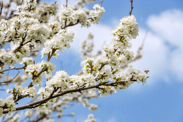 Fruit trees bloom in spring. Beautiful spring background. Photo of white flowers on tree branches on a spring day against a blue cloudy sky. Selective focus.