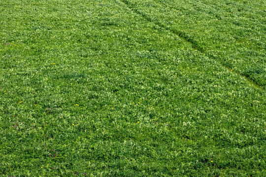 Green grass in the field. Green lawn. Spring image of young green grass on a sunny day. Green background.