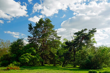 Fototapeta na wymiar Old trees in the park. Blue skies and white clouds and a blindingly bright sun.