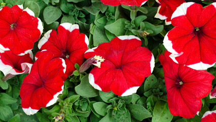 Red-white petunia flower, background, top view. Petunia hybrida, floral background, top view. Spring floral background of red-white petunias close-up, top view. - obrazy, fototapety, plakaty