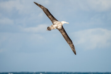 Nördlicher Riesensturmvogel  (Macronectes halli) im Flug über der Drake PassageSprache für Stichwörter: Deutsch