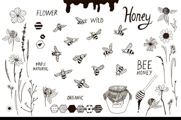 bees and flowers vector line illustrations set