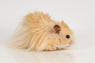 fluffy Syrian hamster on a light background