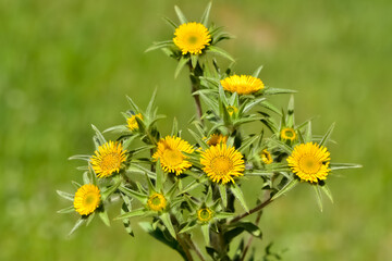 wild plants. self-growing yellow flowers in nature.
