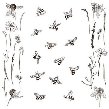 bees insects vector illustrations line set