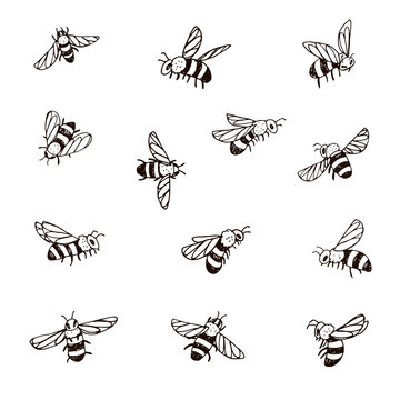 bees insects vector illustrations set
